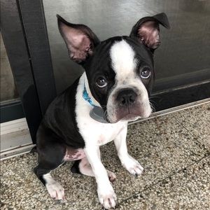 Meet your Posher, Steven